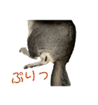 チンチラのおはぎくん総集編（個別スタンプ：28）