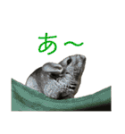 チンチラのおはぎくん総集編（個別スタンプ：33）