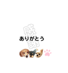 みやきょん チャッピーチョコラッキー2（個別スタンプ：1）