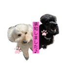 豚とペリカン（個別スタンプ：8）