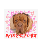 ボルドーマスティフ真ボーイのスタンプ（個別スタンプ：5）