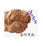 ボルドーマスティフ真ボーイのスタンプ（個別スタンプ：20）