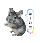 うちのチンチラさん④（個別スタンプ：6）