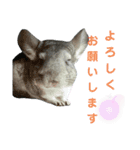 うちのチンチラさん④（個別スタンプ：11）
