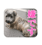 ねずの本音（個別スタンプ：7）
