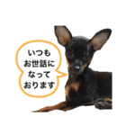 ミニピン犬スタンプ①（個別スタンプ：2）