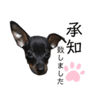 ミニピン犬スタンプ①（個別スタンプ：4）