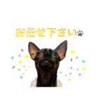 ミニピン犬スタンプ①（個別スタンプ：5）