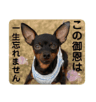 ミニピン犬スタンプ①（個別スタンプ：8）