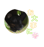 ミニピン犬スタンプ①（個別スタンプ：9）