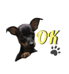 ミニピン犬スタンプ①（個別スタンプ：10）