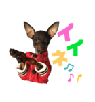 ミニピン犬スタンプ①（個別スタンプ：12）