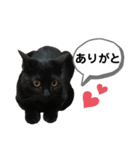 表情豊かなびびちゃんスタンプ（個別スタンプ：1）