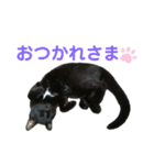 表情豊かなびびちゃんスタンプ（個別スタンプ：6）