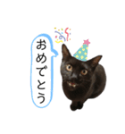 表情豊かなびびちゃんスタンプ（個別スタンプ：9）