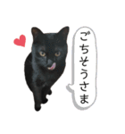 表情豊かなびびちゃんスタンプ（個別スタンプ：16）