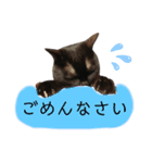 表情豊かなびびちゃんスタンプ（個別スタンプ：17）