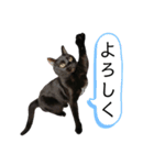 表情豊かなびびちゃんスタンプ（個別スタンプ：31）