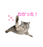 nyankoのスタンプ（個別スタンプ：1）