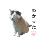 nyankoのスタンプ（個別スタンプ：2）