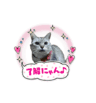 nyankoのスタンプ（個別スタンプ：3）