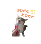 nyankoのスタンプ（個別スタンプ：7）