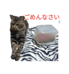nyankoのスタンプ（個別スタンプ：11）