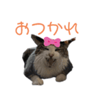 nyankoのスタンプ（個別スタンプ：12）