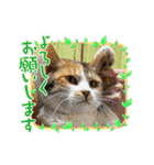 nyankoのスタンプ（個別スタンプ：13）