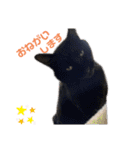 nyankoのスタンプ（個別スタンプ：15）