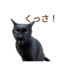 nyankoのスタンプ（個別スタンプ：17）
