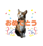 nyankoのスタンプ（個別スタンプ：18）