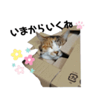 nyankoのスタンプ（個別スタンプ：19）