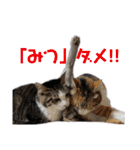 nyankoのスタンプ（個別スタンプ：20）