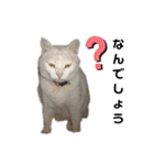 nyankoのスタンプ（個別スタンプ：22）