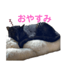 nyankoのスタンプ（個別スタンプ：30）
