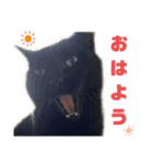 nyankoのスタンプ（個別スタンプ：32）