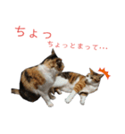 nyankoのスタンプ（個別スタンプ：35）