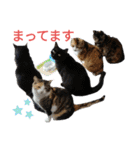 nyankoのスタンプ（個別スタンプ：36）