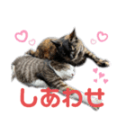 nyankoのスタンプ（個別スタンプ：39）