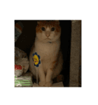 ねこのベビー2（個別スタンプ：1）