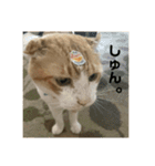 ねこのベビー2（個別スタンプ：2）