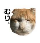 ねこのベビー2（個別スタンプ：3）