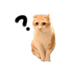 ねこのベビー2（個別スタンプ：4）