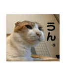 ねこのベビー2（個別スタンプ：5）