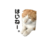 ねこのベビー2（個別スタンプ：8）