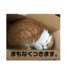 ねこのベビー2（個別スタンプ：9）