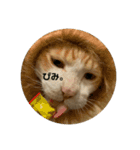 ねこのベビー2（個別スタンプ：11）