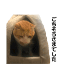 ねこのベビー2（個別スタンプ：12）