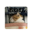 ねこのベビー2（個別スタンプ：14）